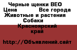 Черные щенки ВЕО › Цена ­ 5 000 - Все города Животные и растения » Собаки   . Красноярский край